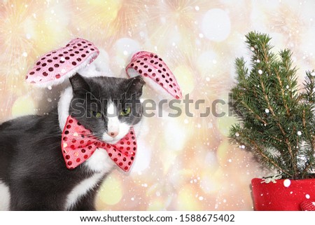 New Year's funny cat in a festive bow and ears on a background of bokeh and a live Christmas tree in a pot, the concept of forest conservation, a holiday card, a screensaver for the display, selective