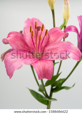 beautiful pink lilium flower on white background