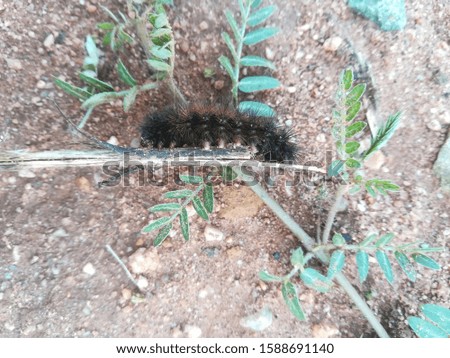 Hairy worm caterpillar South Africa