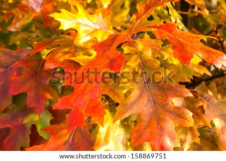 red autumn leaves of oak background