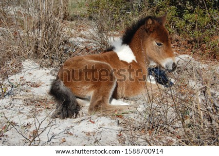 A young wild horse enjoying a sunny day, on Assateague Island, in Worcester County, Maryland.