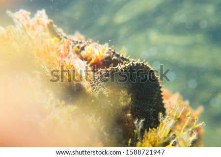 Colorful underwater landscape with starfish