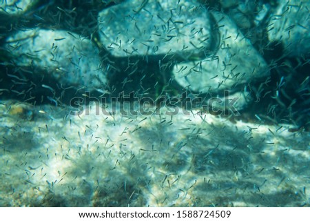 A flock of fish inside the fish farm, breeding commercial fish in the fish farm