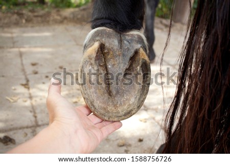 horse barefoot hoof sole view