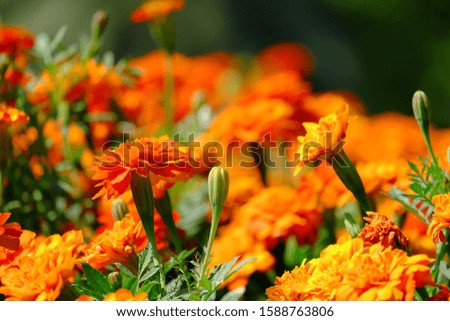Beautiful marigold or orange flowers with natural background