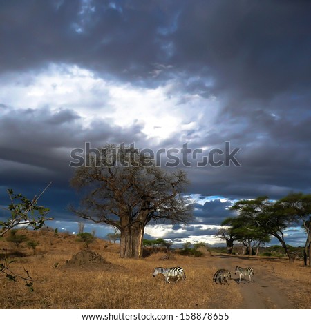 Picture of baobab tree Serengeti national park Tanzania with nice cloudscape