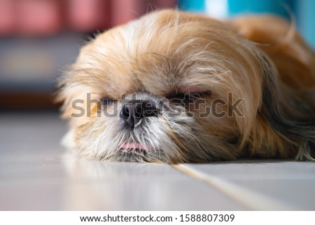 close-up portrait of shih-tzu dog laying on the ground