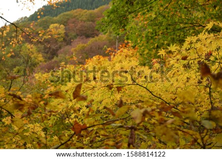 Maple trees and leaves in Akita Japan