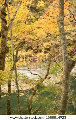 Maple mountains and river in Akita Japan