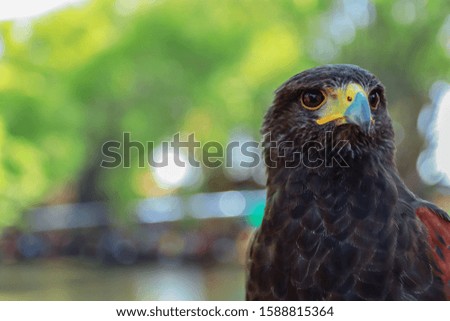 Close up head of harris hawk in nature blurred background