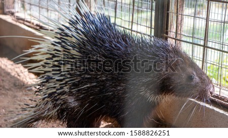 Exotic animal known as hedgehog or porcupine