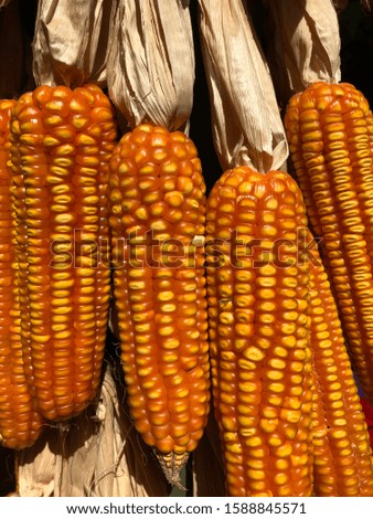 Sun dried corns hanging under the sun rays, showing a waxy bright orange yellow natural colors.
