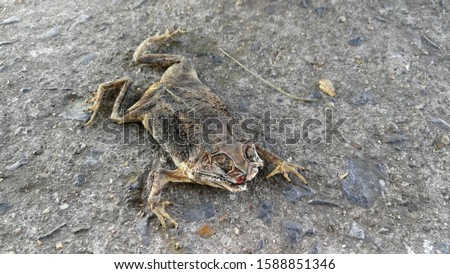 This picture is focused on a dead frog which is dried by the sunlight. This frog was rolled on the road by a car. 