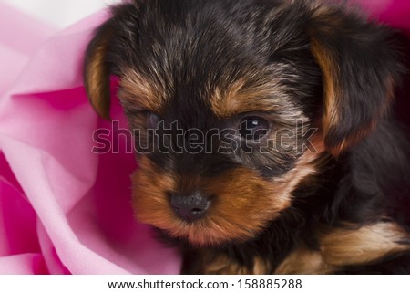 puppy Yorkshire terrier close-up in pink cloth