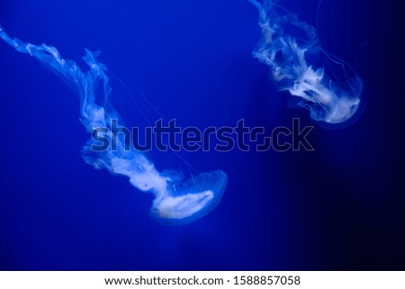 Background of a glowing color jellyfish slowly floating in the dark blue aquarium water.