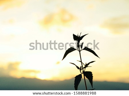 
Take a picture of the leaf as a silhouette