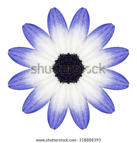 Blue Osteospermum Daisy Flower Kaleidoscope Isolated on White Background