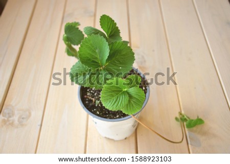Organic strawberry leaves with runner and daughter plant.  in plant with soil from gardening shop, on wooden table ready for planting and seeding  in rural yard or urban balcony. Royalty-Free Stock Photo #1588923103