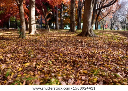 This is a picture of fallen leaves in Japan