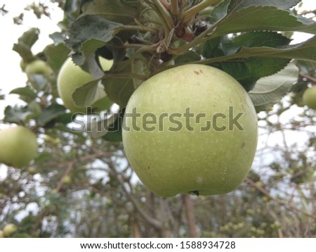 apple fruit on tree at the cloudly climate, nature photo object