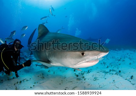 Tiger Shark (Galeocerdo cuvier) Swimming by Closely. Tiger Beach, Bahamas