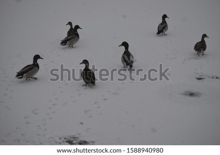Lake view in winter with beautiful ducks