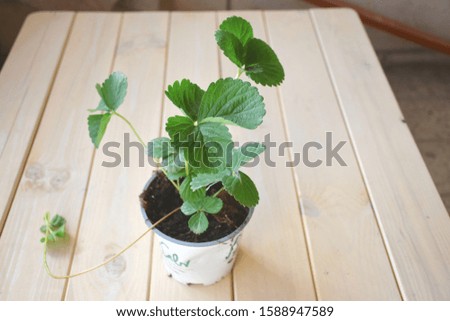 Strawberry leaves in plant with soil from gardening shop, on wooden table ready for planting and seeding with runner and daughter plant. reading for planting in yard or container (plant pot)in balcony Royalty-Free Stock Photo #1588947589