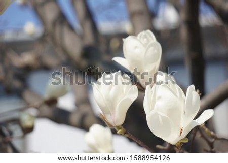Magnolia blooming in spring in Japan