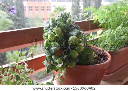 Home Growing vegetables in apartment balcony container (pots), spices, herbs and tomatoes garden in planter (window box). seeding plant unripe green small cherry tomatoes. urban gardening ideas Royalty-Free Stock Photo #1588960402