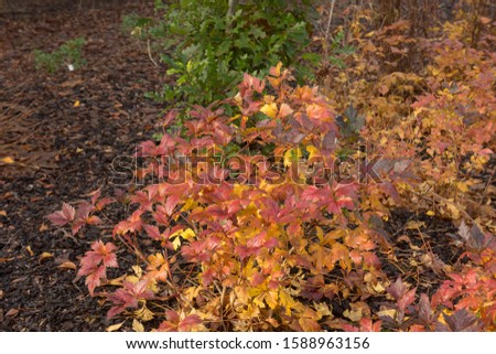 Autumn Coloured Leaves of Birchleaf Viburnum Shrub (Viburnum betulifolium) in a Woodland Garden