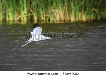 Pied avocet bird with curved beak in flight over water with reeds in the background