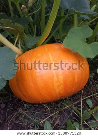picture of a pumpkin on a bush