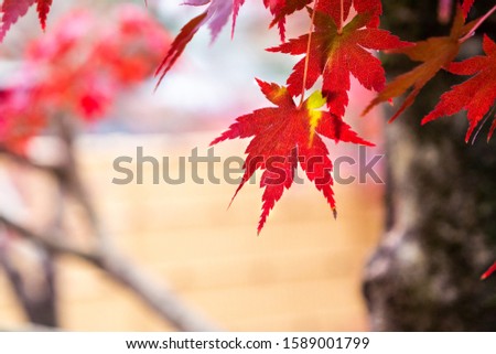 Red beautifully blooming autumn leaves in japan