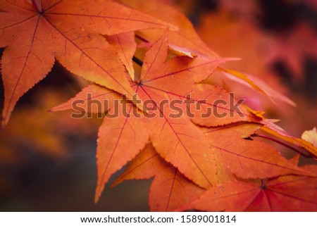 Orange beautifully blooming autumn leaves in japan
