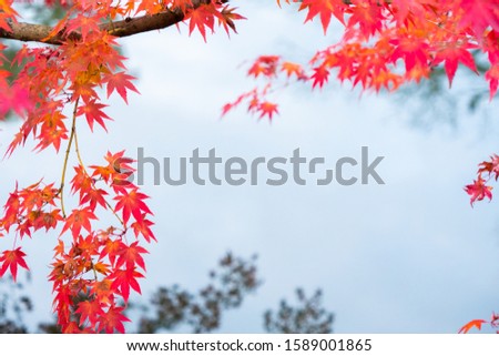 Orange beautifully blooming autumn leaves in japan