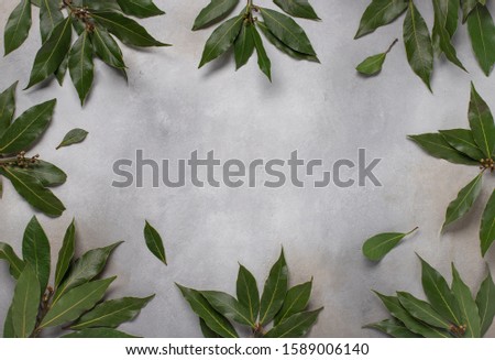 green leaves of laurel. food frame. gray concrete background, copy space, horizontal image