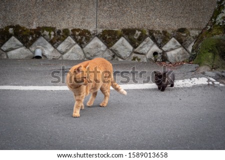 Holiday of two cute cats taking a leisurely walk on the road