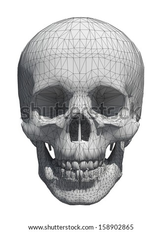 3d White skull wireframe isolated on white 