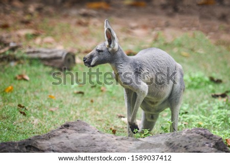 Wallaby of Bennet or Red-necked wallabies / Macropus rufogriseus on grass , kangaroo
