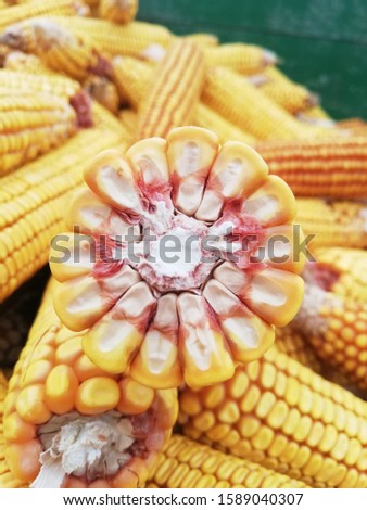 Perfect picture of corn 🌽