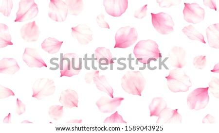 Pink rose,cherry, plum, sakura petals on white seamless background.Valentines day,wedding, mother day,japanese hanami decoration.Digital clip art.Warercolor illustration