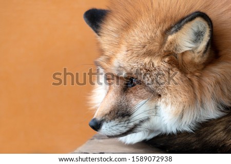 Close up of Cute orange and white fox muzzle close-up in the winter fur on orange color background