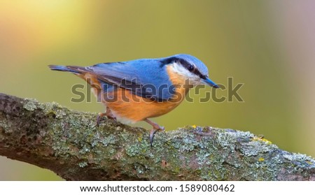 Eurasian nuthatch, wood nuthatch, Sitta europaea, clinging upside down to a branch, the best photo.