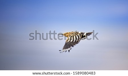 Beautiful Hoopoe, Eurasian Hoopoe Upupa epops, breast profile, standing on a branch. The best photo, trickling through the sky.
