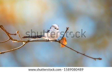 Long-tailed tit aegithalos caudatus sitting on branch of tree. Cute little fluffy bird in wildlife. The best photo.