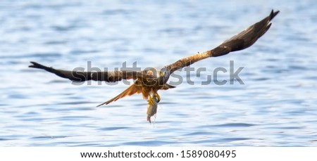A Red Kite Milvus milvus bird flying away with a large fish it just caught from the sea Red Kite, The best photo.