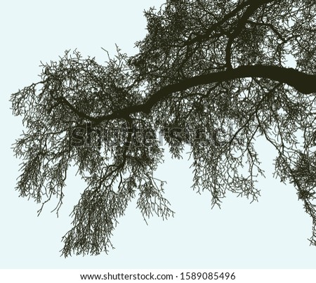 Vector image of branch of old deciduous tree in winter season