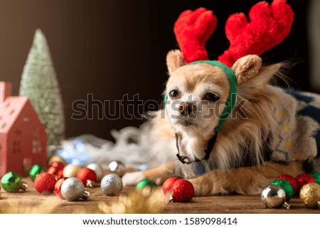 cute brown color chihuahua small dog sit relax near present gift box and christmas tree festive background concept