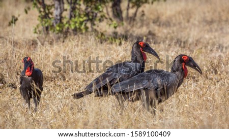 Three Southern Ground Hornbills in savannah in Kruger National park, South Africa ; Specie Bucorvus leadbeateri family of Bucerotidae