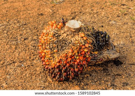 African Oil Palm (Elaeis guineensis). Oil palm originates from west africa but its cultivated in many tropical regions of the world. Indonesia & Malaysia produce about 85% of the palm oil in the world